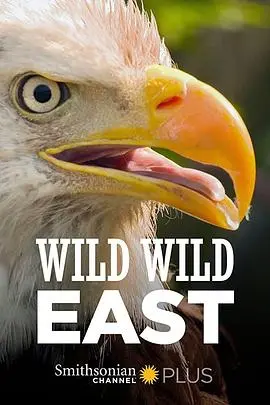 《狂野东部》影评：血性燃爆，硬汉柔情，西部片的新可能！