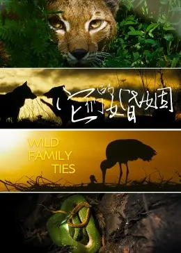 《它们的婚姻》：当婚姻遇上“它”，一场关于爱与责任的深刻剖析